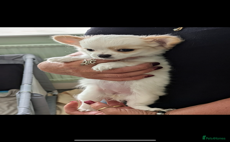 Chihuahua dogs - Advert 2