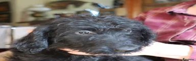 Labradoodle 2