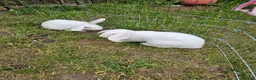 English Lop rabbits for sale: 2 female rabbits  - Advert 2