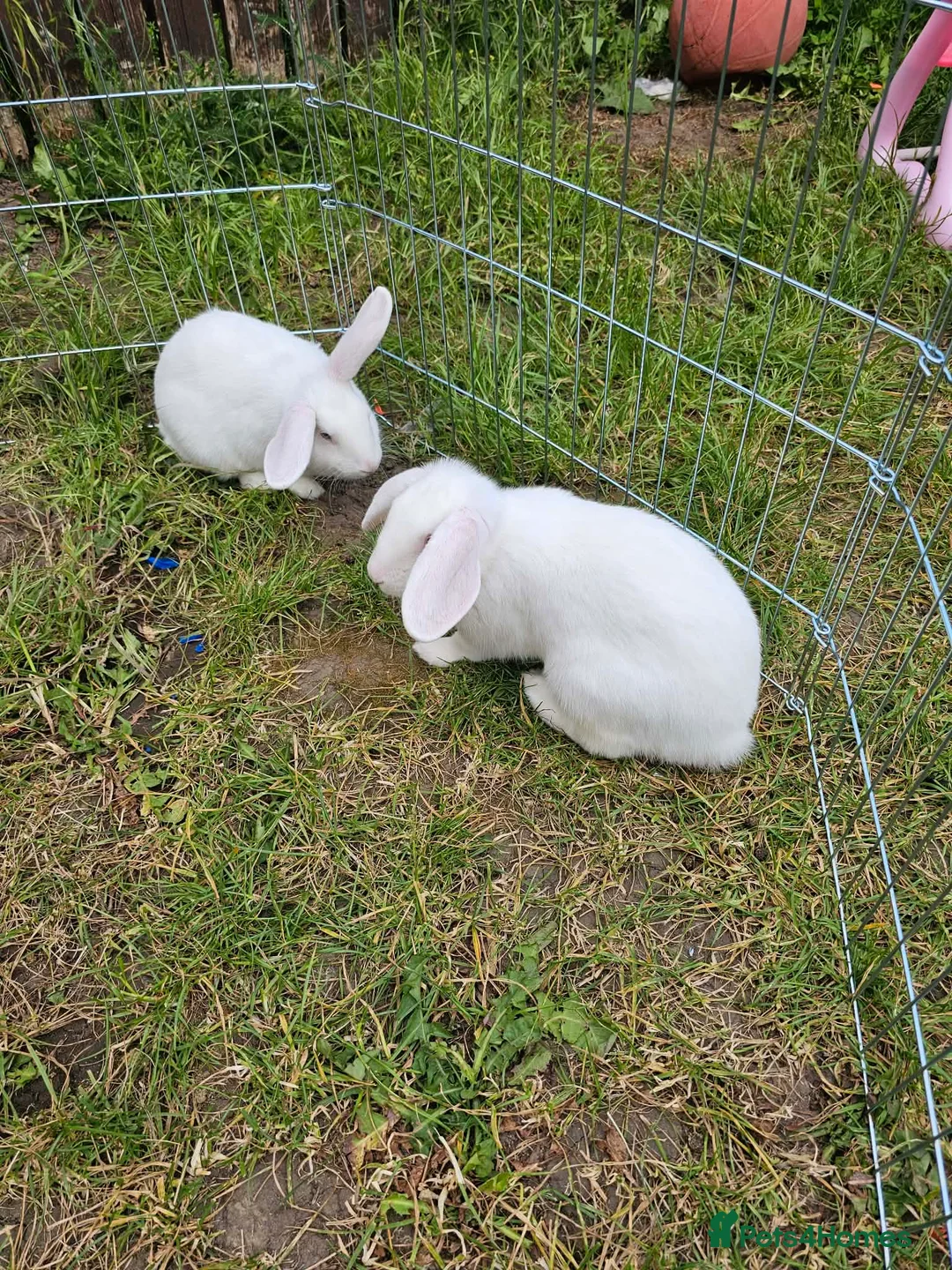English Lop rabbits for sale: 2 female rabbits  - Advert 2