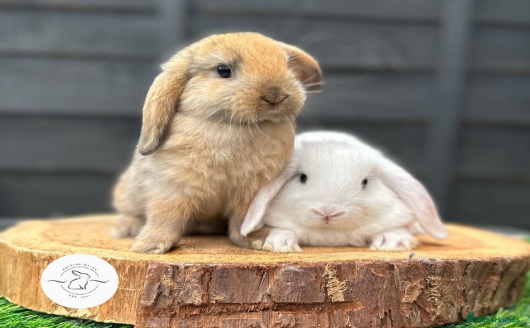 Mini Lop rabbits - Advert 2