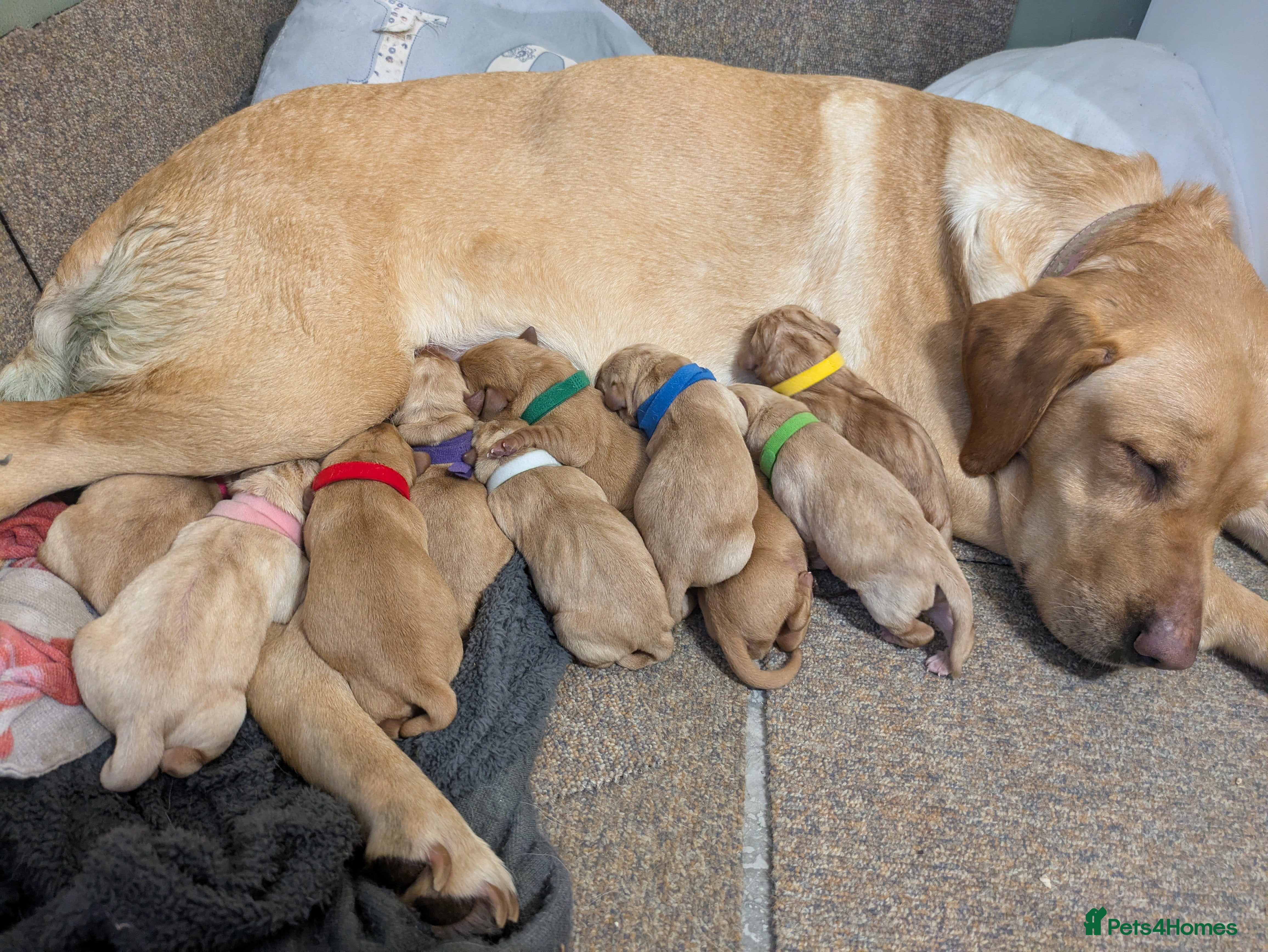 Labrador Retriever dogs Chunky Labrador puppies  in Wrexham - Advert 1