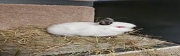 Netherland Dwarf rabbits for sale: Pure Bred Netherland Dwarfs Bucks  - Advert 7