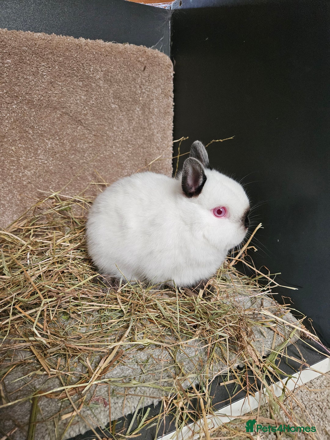 Netherland Dwarf rabbits for sale: Pure Bred Netherland Dwarfs Bucks  - Advert 7