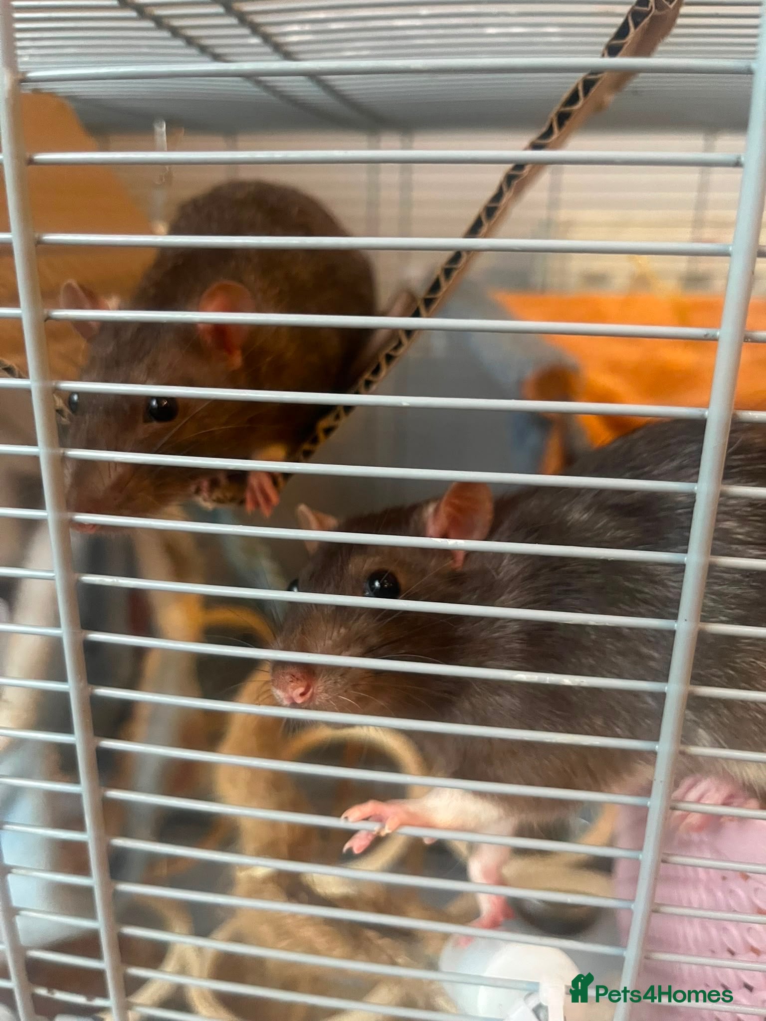 Rat rodents Marvin and John  - Advert 1