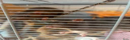 Rat rodents for sale: Marvin and John  in Fleetwood - Advert 1