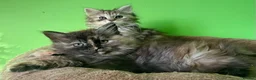 Kurilian Bobtail cats for sale: *RARE*Stunning Kurilian bobtail kittens available  - Advert 10