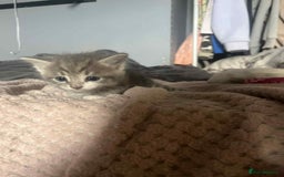 Mixed Breed cats for sale: Beautiful grey kittens - Image 18