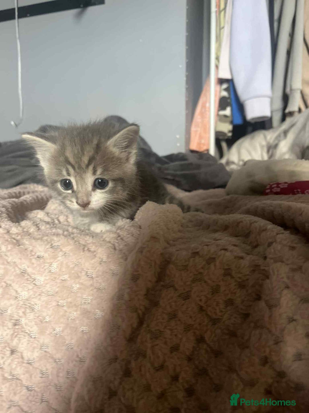Mixed Breed cats for sale: Beautiful grey kittens - Image 18