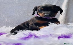 Dobermann dogs for sale: Welcoming the Disco Dobermans litter  - Image 3