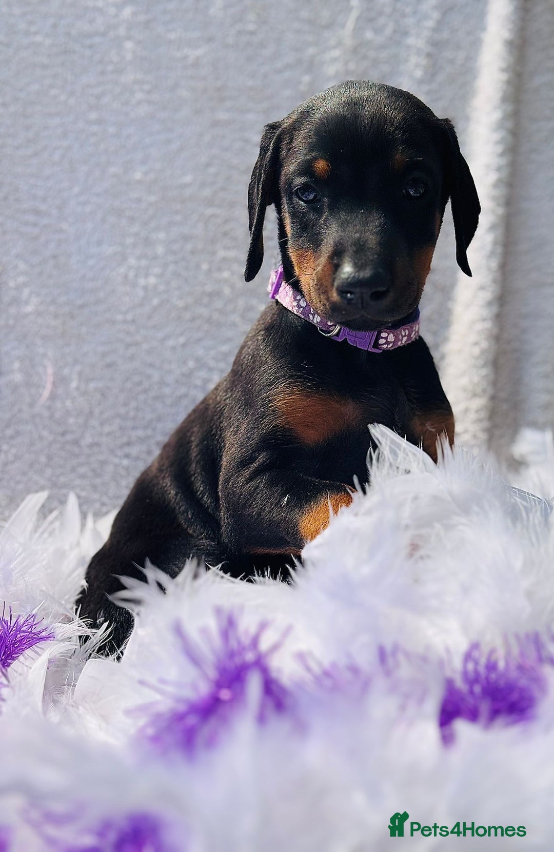 Dobermann dogs for sale: Welcoming the Disco Dobermans litter  - Image 3