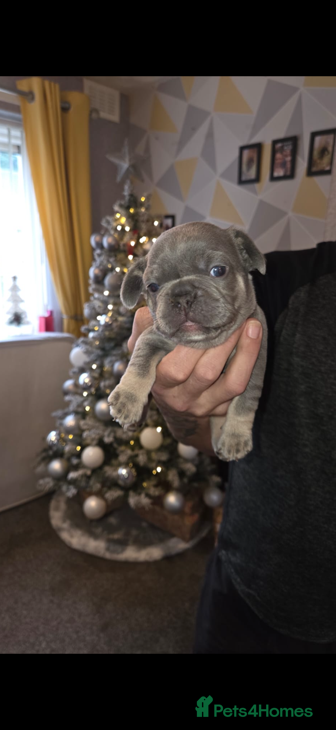 French Bulldog dogs for sale: French bulldog puppies - Advert 7