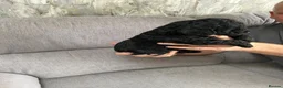 Sproodle dogs for sale: Quality f2b sproodles in Preston - Advert 12
