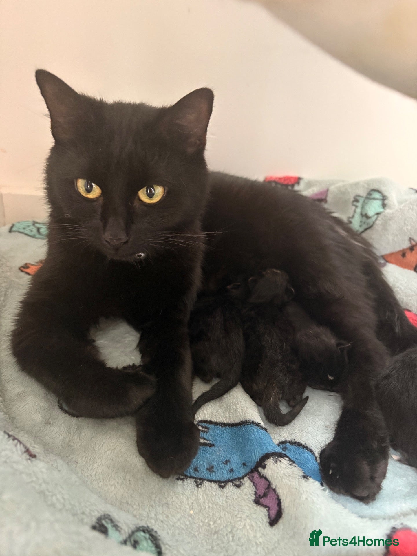 Domestic Shorthair cats Kittens for sale  - Advert 1