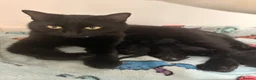 Domestic Shorthair cats for sale: Kittens for sale  - Advert 1