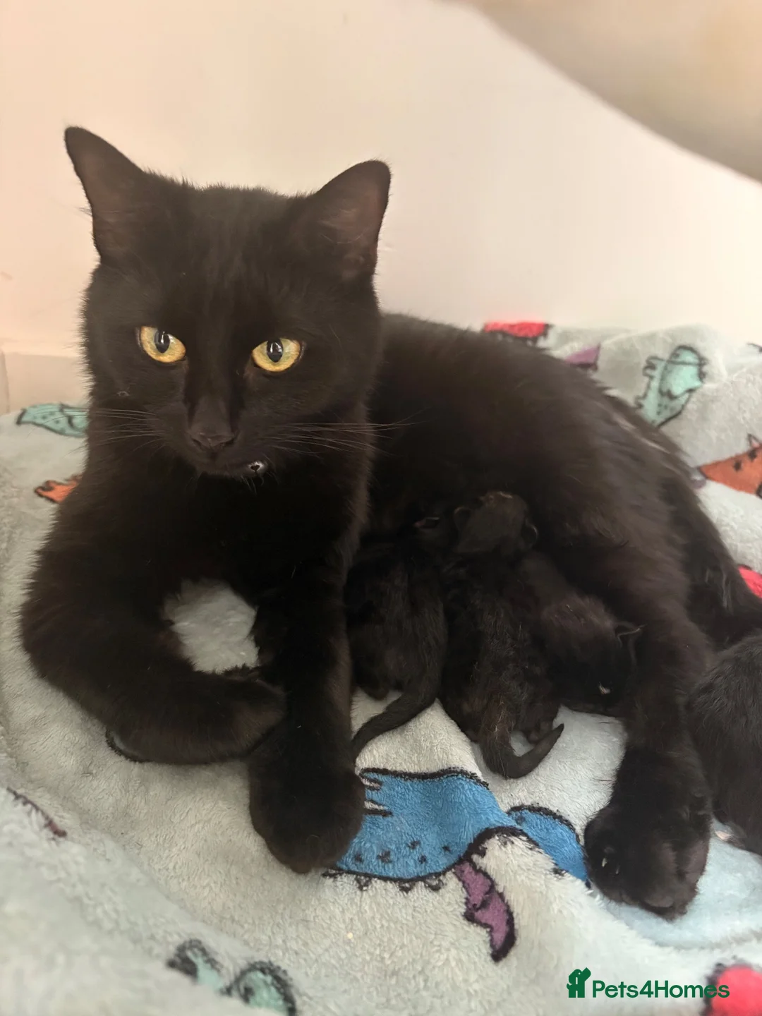 Domestic Shorthair cats for sale: Kittens for sale  - Advert 1