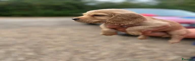 Cocker Spaniel 4