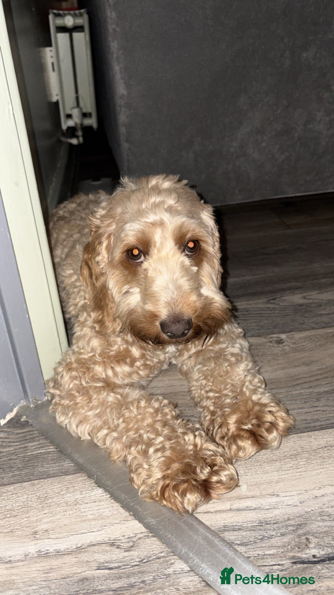 Cockapoo dogs Cockapoo puppies😍 - Advert 2