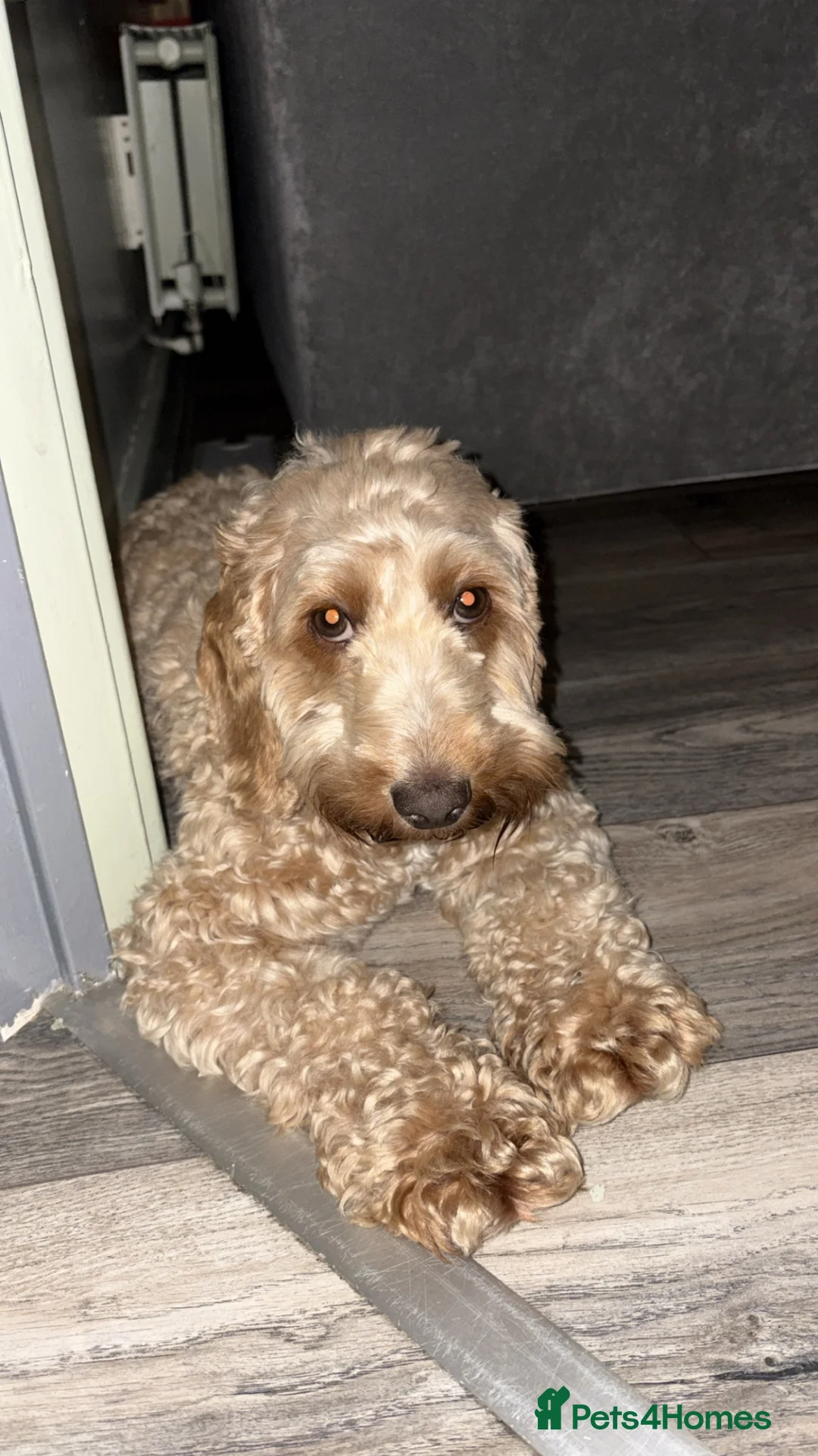 Cockapoo dogs for sale: Cockapoo puppies😍 in Wednesbury - Advert 1