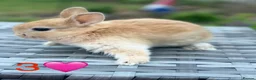 Netherland Dwarf rabbits for sale: Ready for New Home Purebred Netherland Dwarf  - Advert 4