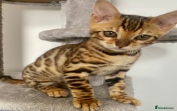 Bengal cats for sale: TICA register.ONLY 2 BOYS 🙀😺LEFT !!! in Northampton - Image 14