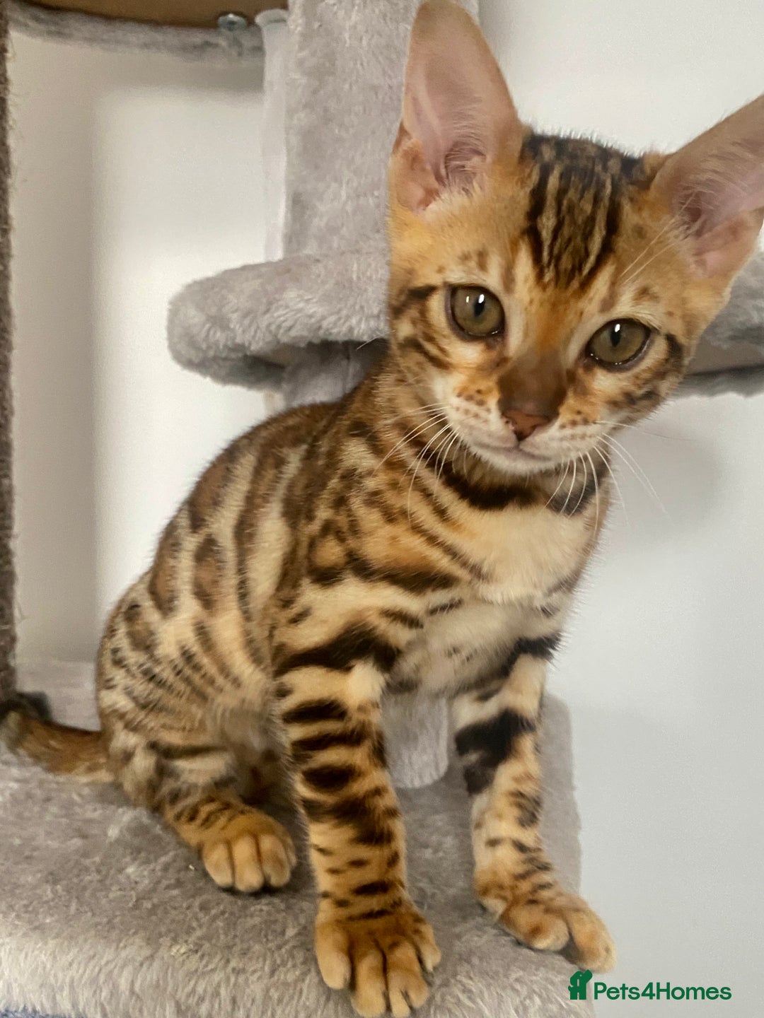 Bengal cats for sale: TICA register.ONLY 2 BOYS 🙀😺LEFT !!! in Northampton - Image 14