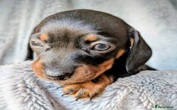 Miniature Dachshund dogs for sale: Genuine Short Haired Miniature Dachshund Puppies - Image 19