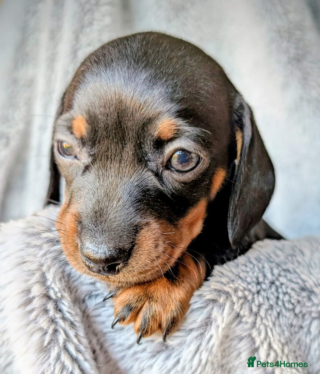 Miniature Dachshund dogs for sale: Genuine Short Haired Miniature Dachshund Puppies - Image 19