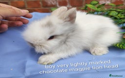 Mini Lop rabbits for sale: Lionhead, mini lop and baby mini lop in Selby - Image 6