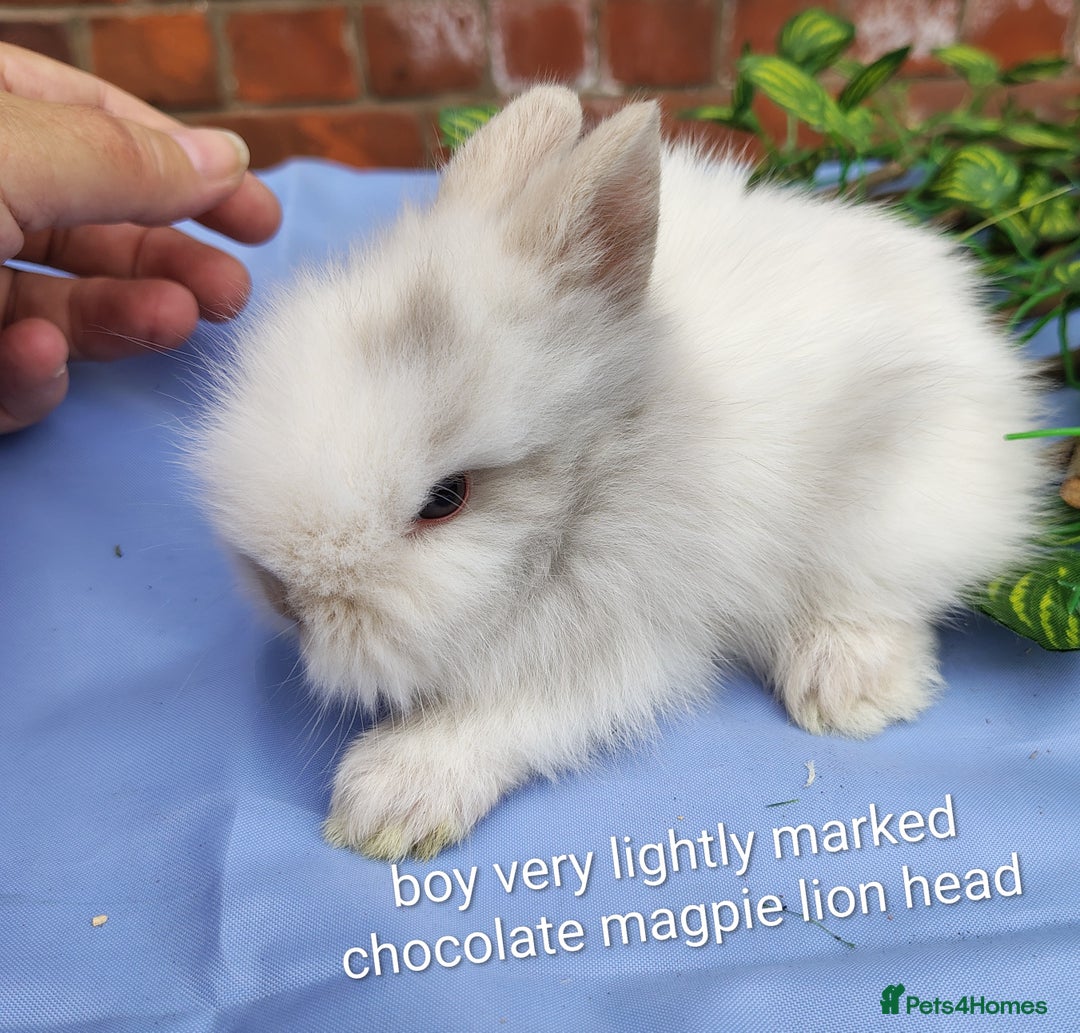 Mini Lop rabbits for sale: Lionhead, mini lop and baby mini lop in Selby - Image 6