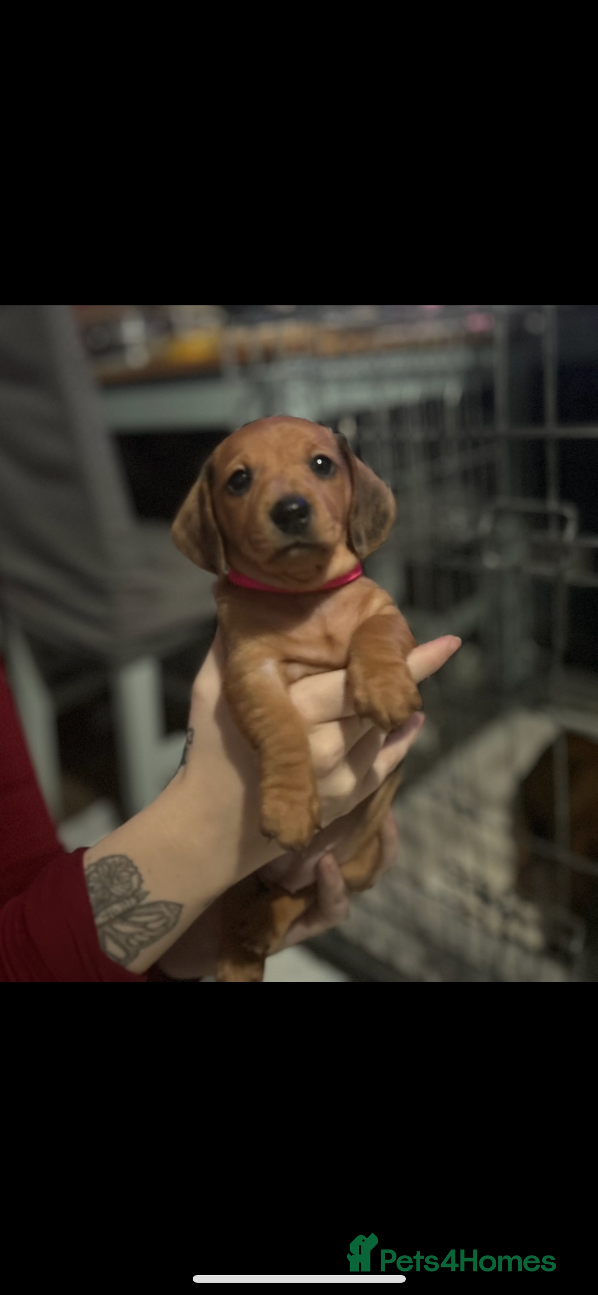 Miniature Dachshund dogs Dapple red miniature dachshund  - Advert 8