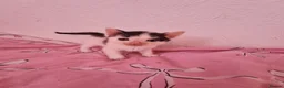 Mixed Breed cats for sale: 5beautiful kittens ready for their new loving home - Advert 8