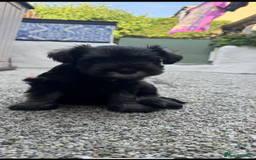 Miniature Schnauzer dogs for sale: Adorable miniature schnauzers  - Image 13