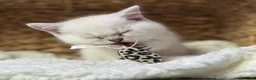 Scottish Fold cats for sale: British short hairs (Scottish straight) ready  - Advert 16