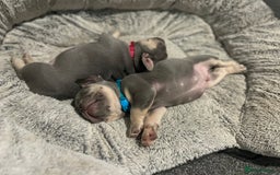 French Bulldog dogs for sale: *READY TO LEAVE* stunning lilac/tan girl frenchie - Image 11