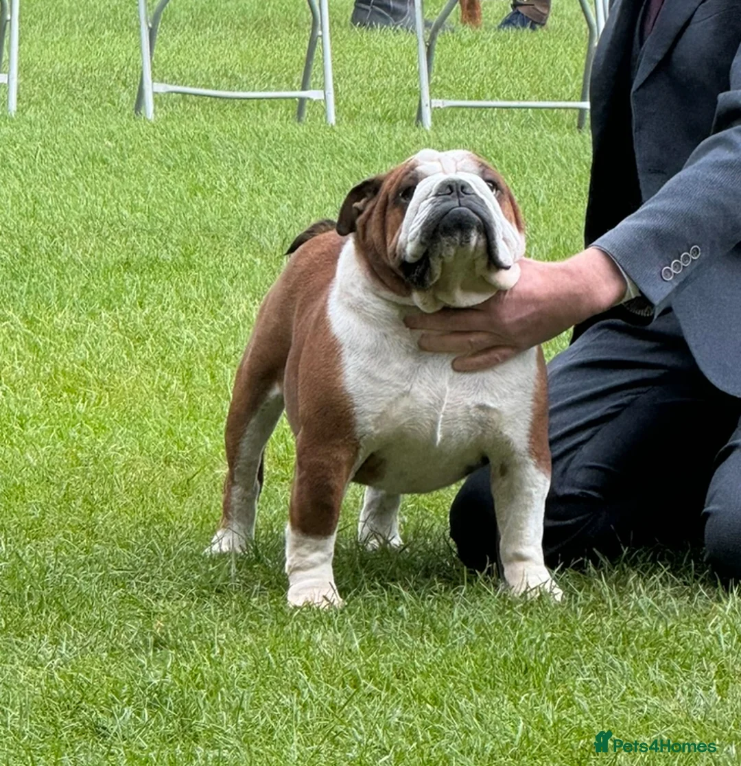 English Bulldog dogs for stud: Britishpride stud  in Manchester - Advert 2