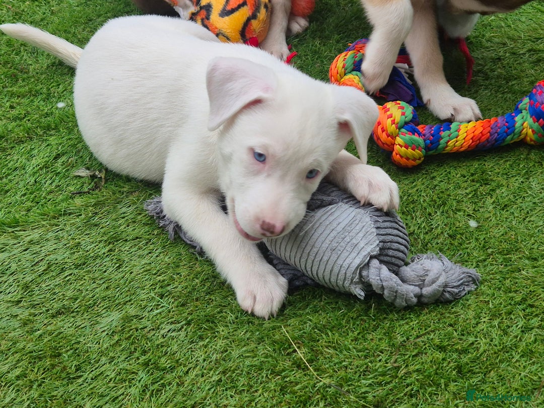 Mixed Breed dogs for sale: Husky mix puppies. Ready to leave! - Image 34