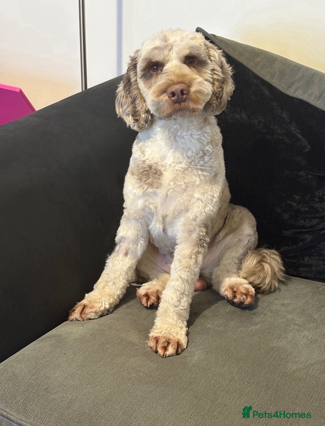 Cockapoo dogs Male cockapoo - Advert 1
