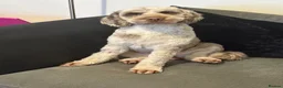 Cockapoo dogs for sale: Male cockapoo in Derby - Advert 1