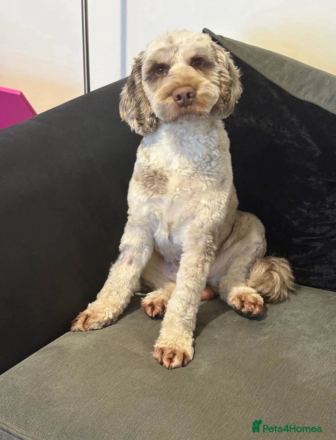 Cockapoo dogs for sale: Male cockapoo in Derby - Advert 1