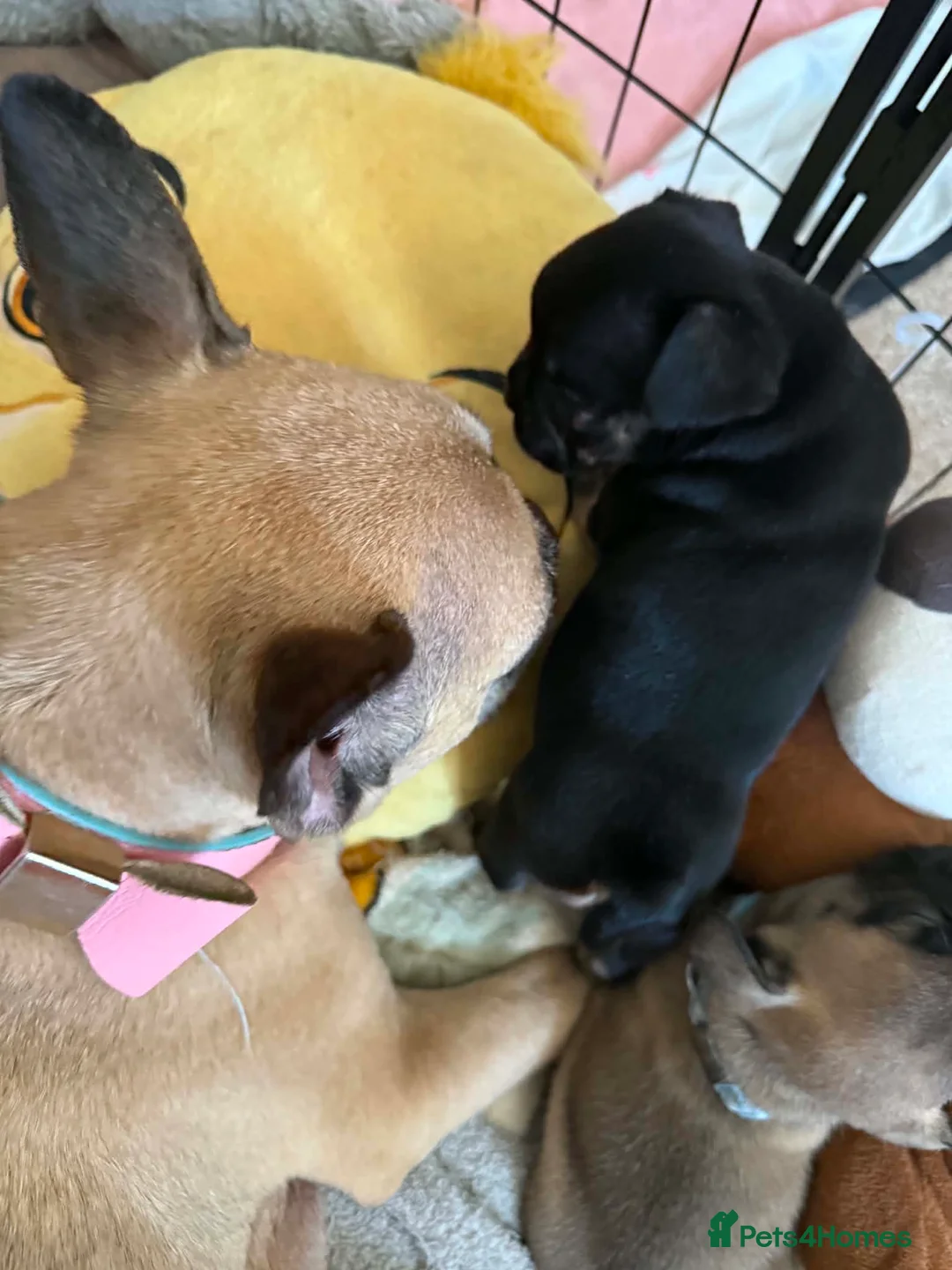 French Bulldog dogs for sale: FRENCH BULLDOG PUPPIES - READY TO LEAVE in Bradford - Advert 7