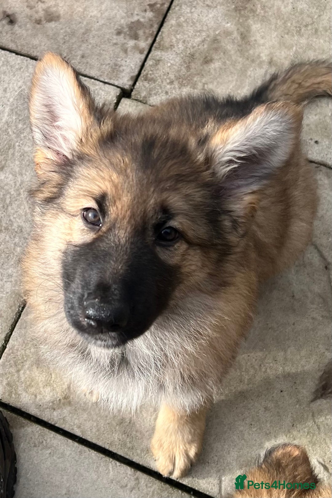 German Shepherd dogs for sale: Long haired German shepherd pups  - Image 2