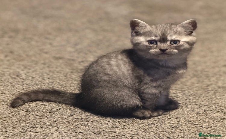 British Shorthair cats - Advert 2