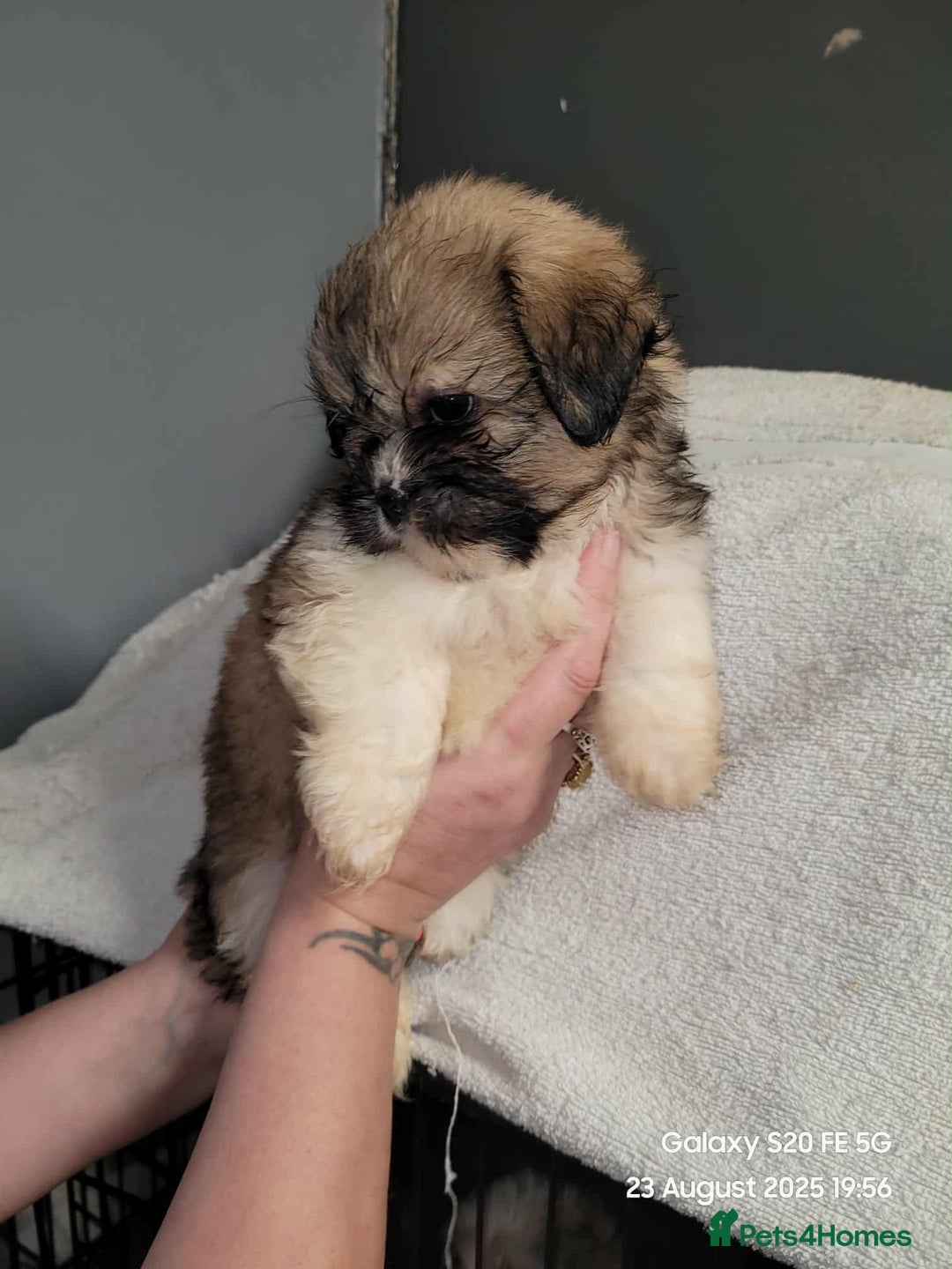 Lhasa Apso dogs for sale: Beautiful lhasa apso  - Image 13
