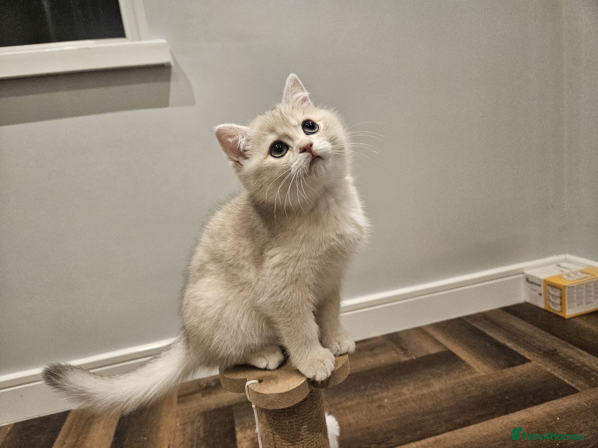 British Shorthair cats British blue golden shorthair  - Advert 1