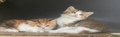 Munchkin Kitten 6