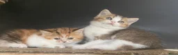 Munchkin cats for sale: ✨ Adorable TICA Registered Munchkin Kittens ✨ - Advert 21