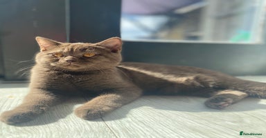 British Shorthair cats - Advert 4