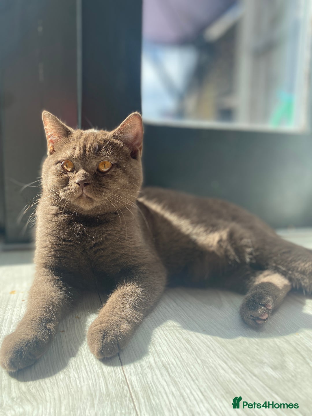 British Shorthair cats for sale: BROWN TICA GIRL Stunning shiny coat ,cooper eye  - Image 2