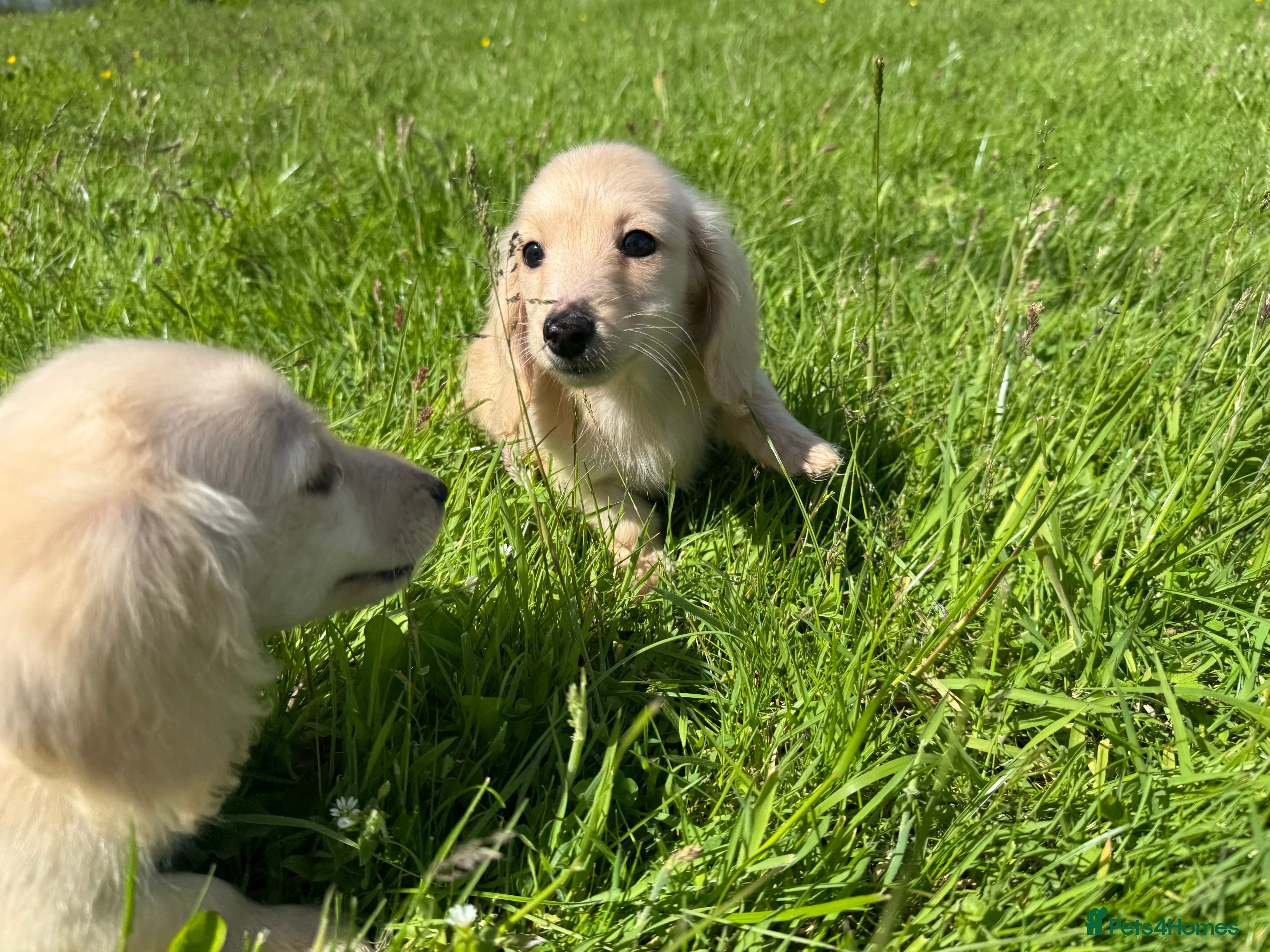 Miniature Dachshund dogs Cream/blonde long hair kc reg miniature dachshund  - Advert 2